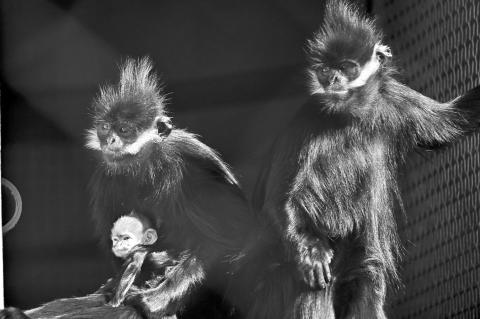 OKC Zoo Announces Birth of Endangered Asian Monkey