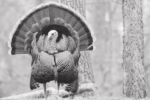 New Rules for Turkey Hunting to Begin This Fall