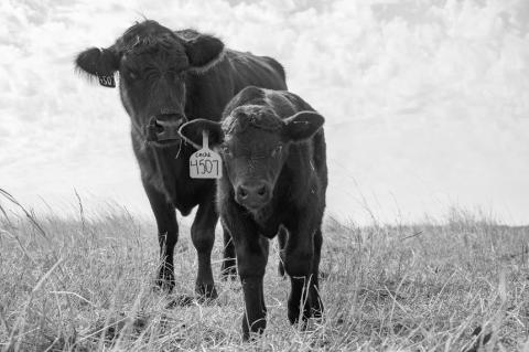 Two Decades of Cow-Calf Corner Draws Worldwide Readership