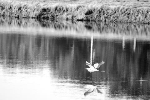 A Blue Heron takes flight from Magnolia Lake on the grounds of the Reynolds Wellness Center in late May. On Friday, June 13 the inaugural “405 Sunset Market” will take flight at 6 p.m. at the Wellness Center, and will feature vendors of locally produc