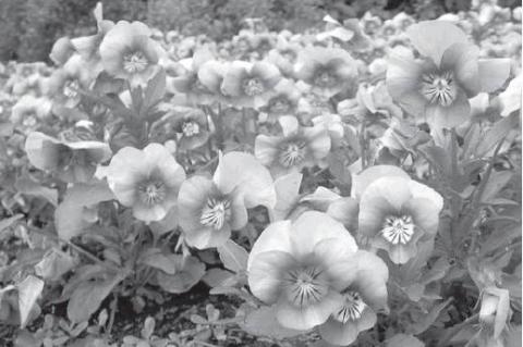 Pansies Add Color and Interest to Every Occasion