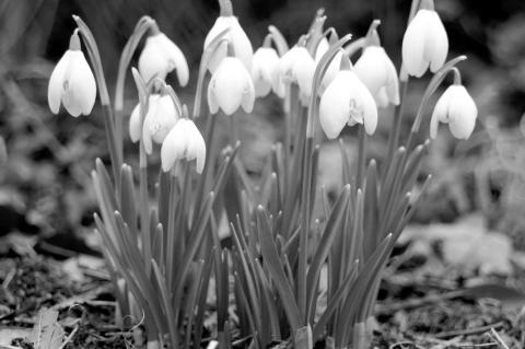 How to Care For Spring Flowering Bulbs