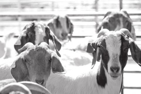 Oklahoma’s Meat Goats Tough Out COVID-19 Disruptions