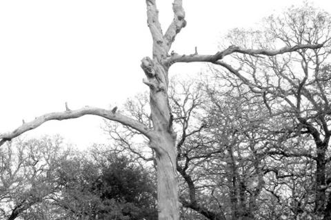 Tree Snags: Important Pillars of Life