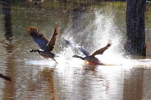 OKC Zoo Provides Great Apes With Vending Machine