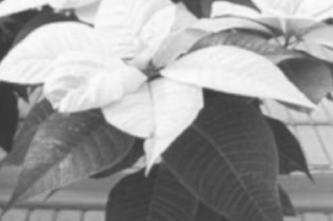 How to Properly Care For Your Poinsettia Plant