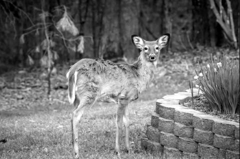 Protecting The Home Landscape From Deer