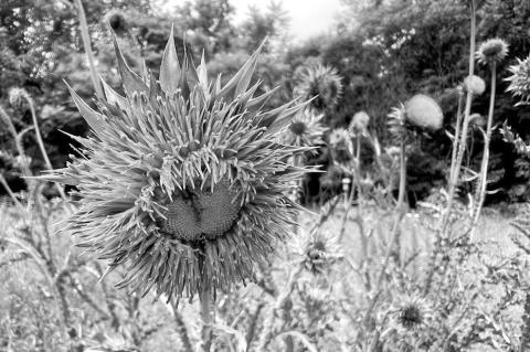 Thistle Blooms Raise Prickly Questions