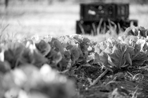 Fall Gardens Are Planted In The Heat of Summer