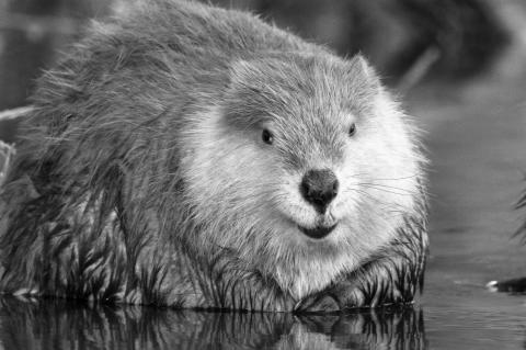 Beavers: The Ultimate Ecosystem Engineers