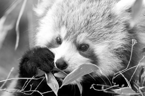 OKC Zoo Announces Birth of Endangered Red Panda Cub