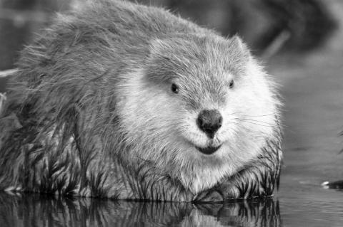 Beavers: The Ultimate Ecosystem Engineers