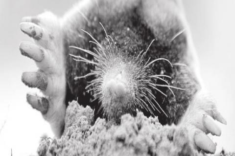 Identify and Treat a Garden Mole Problem