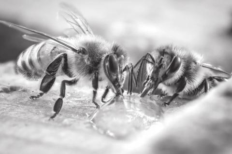 Honey Bees Are Famous, But Native Bees Are Powerful Pollinators