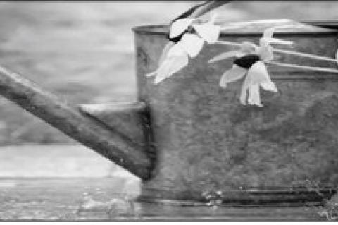 A Guide to Feeding Chickens The Easy Way