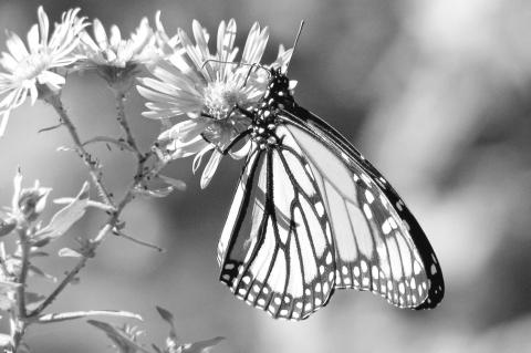 Nature Starts at Your Back Door