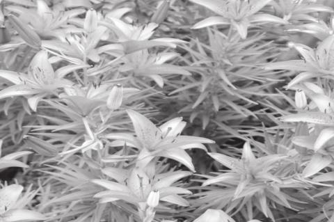 Plant in Fall for a Colorful Spring Display