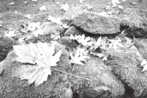 How to Address Moss in the Lawn