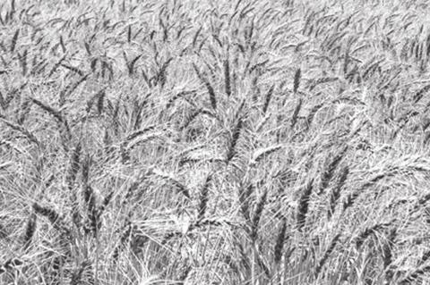 Western Oklahoma Faces Devastating Wheat Crop