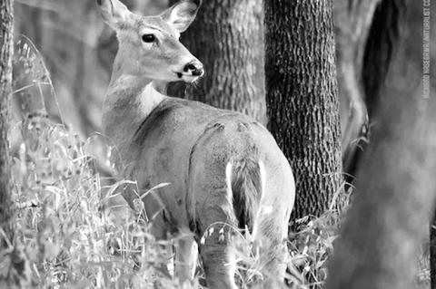 Most Deer in Rut Just Days Ahead of Gun Hunting Season