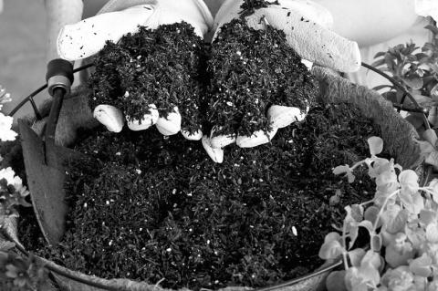 Gardeners Can Reuse, Recycle Potting Soil From Last Year