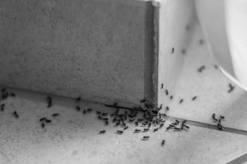 How to Control Common Spring Pests