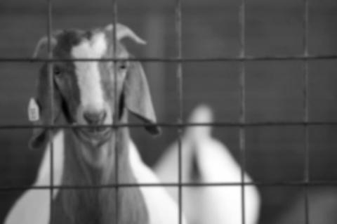 Goat Producers May Consider Ownership Opportunities