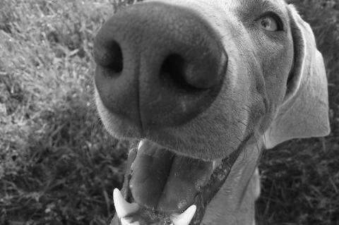 Conditions That Can Affect Pets' Oral Health...