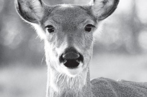 First Case of Deer With Chronic Wasting Disease Reported by Okla. Wildlife Dept.